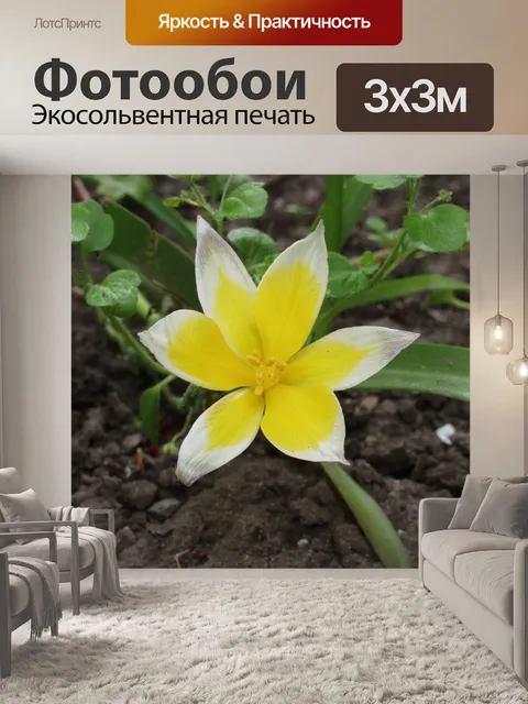 Фотообои Дикие тюльпан
