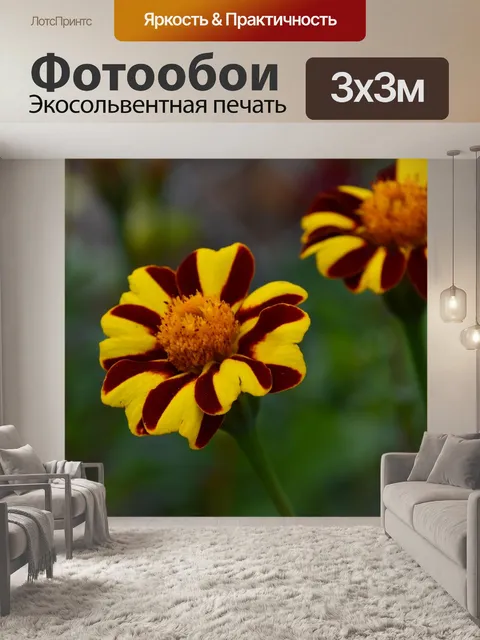 Фотообои Бархатцы