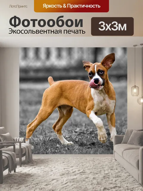 Фотообои Собака играет