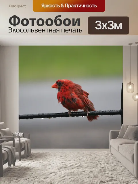 Фотообои Влажный кардинал