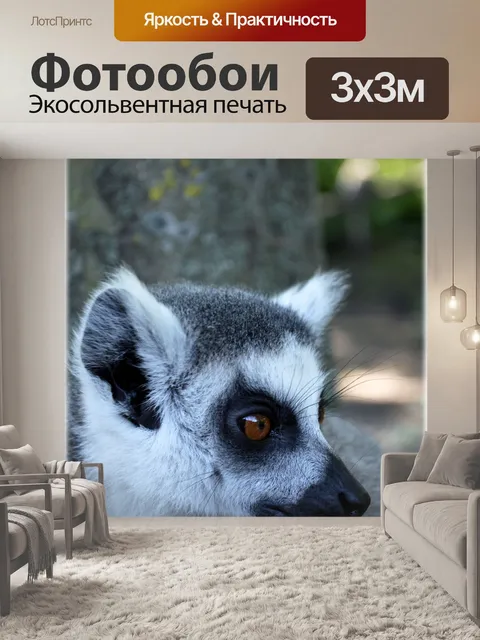Фотообои Кошачий лемур 14