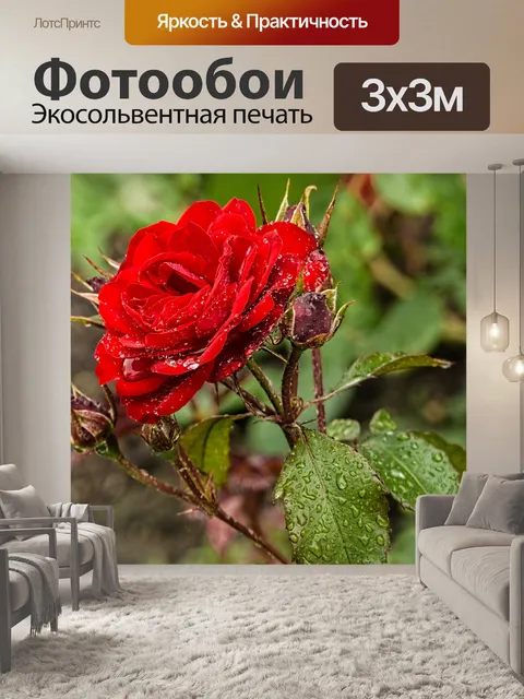 Фотообои Красная роза