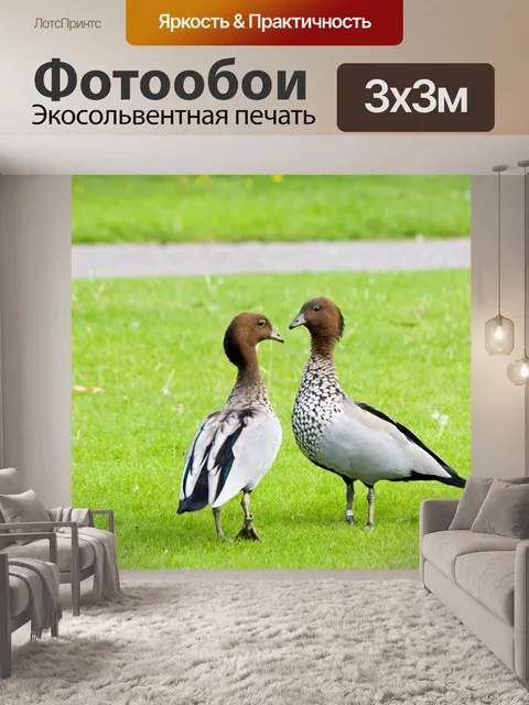Фотообои Два Гуся