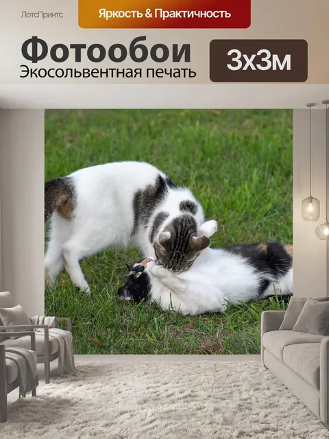 Фотообои Кошка