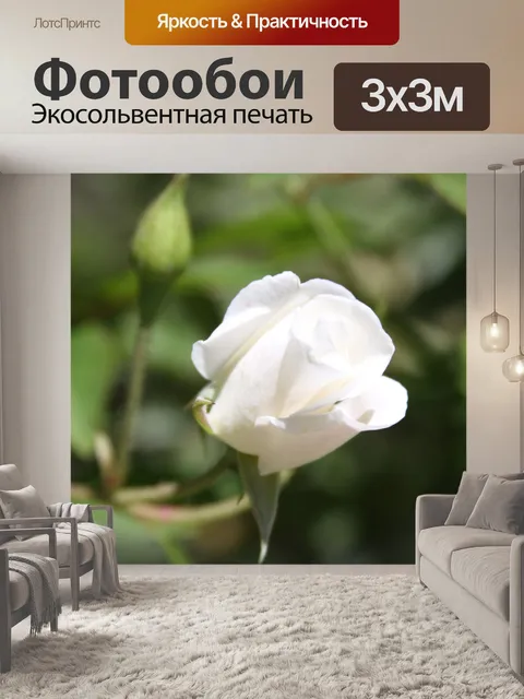 Фотообои Нежные белые розы