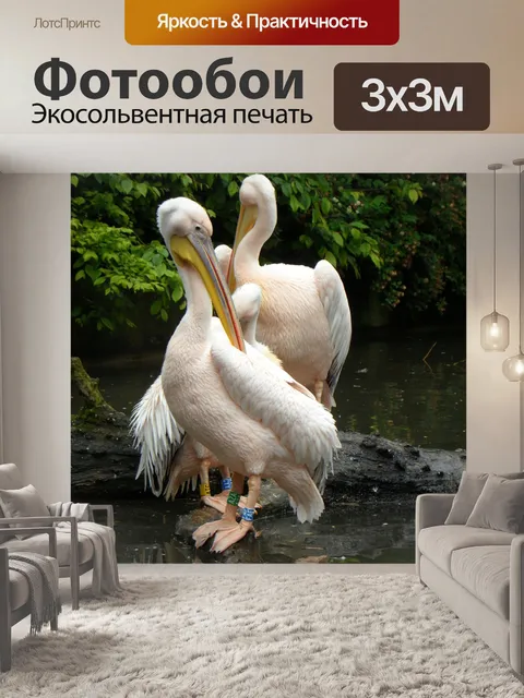 Фотообои Белый пеликан