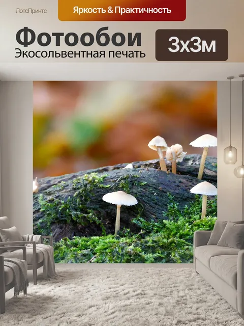 Фотообои Грибы