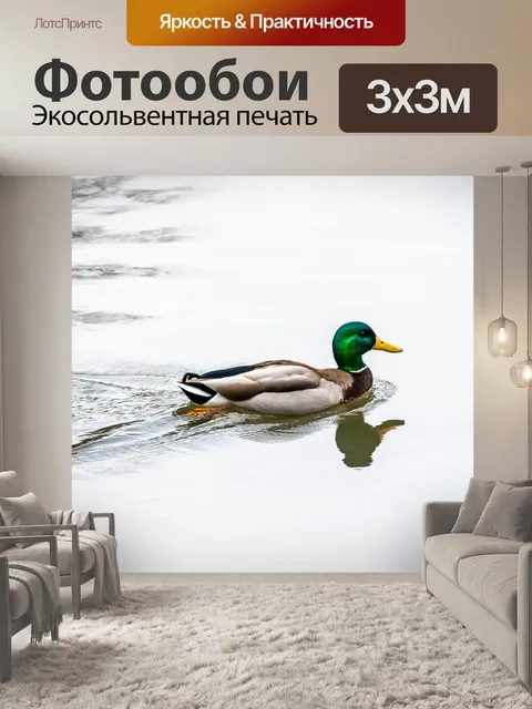 Фотообои Утка