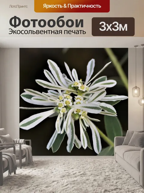 Фотообои Белый полевой цветок с зелеными полосами