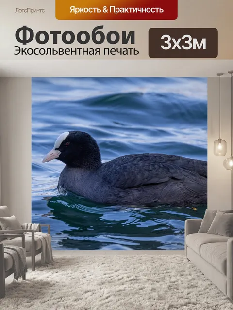 Фотообои Coot