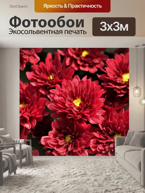 Фотообои Красные цветы хризантемы крупным планом
