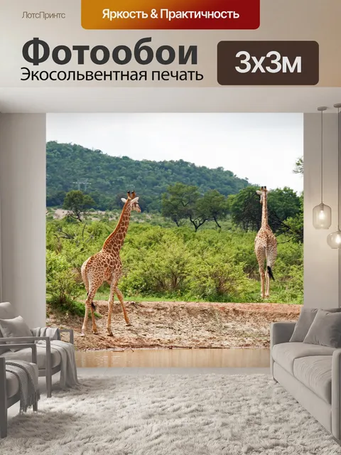 Фотообои два высоких жирафа у водопоя