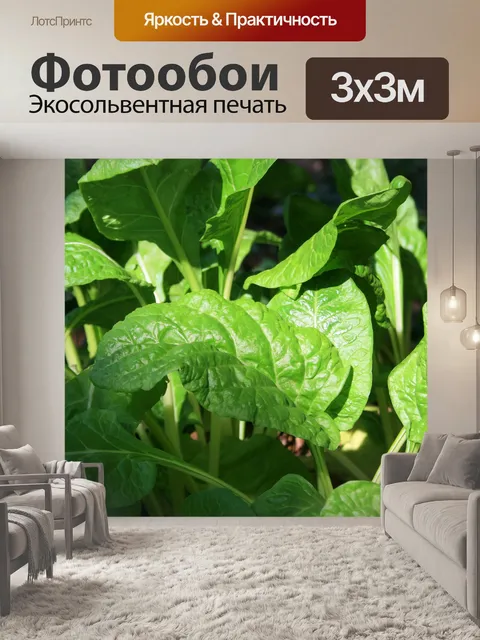 Фотообои шпинат на солнце