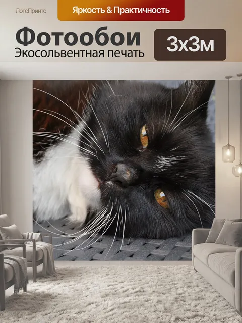 Фотообои Кот