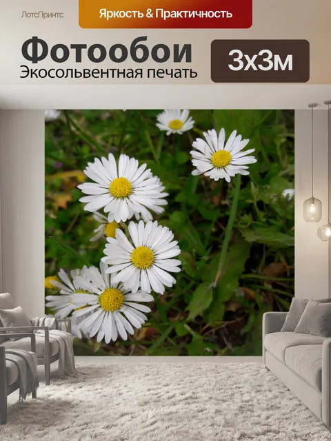 Фотообои Ромашка