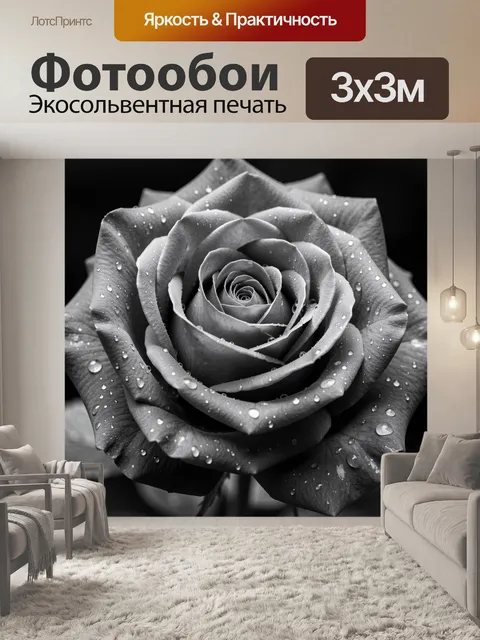 Фотообои Черная роза с каплями росы