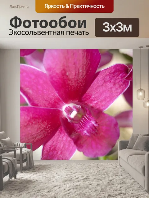 Фотообои Фото цветка орхидеи