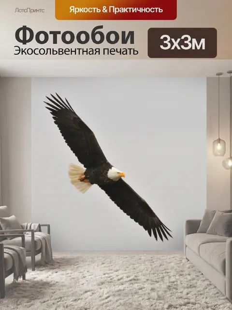 Фотообои Белоголовый орлан в небе