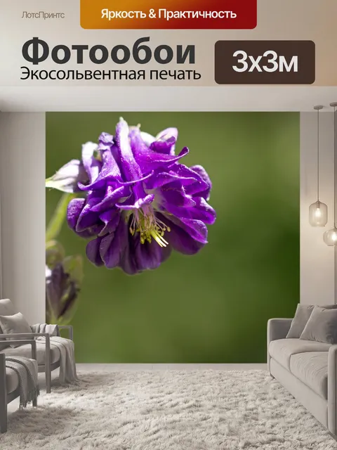 Фотообои Коломбина обыкновенная