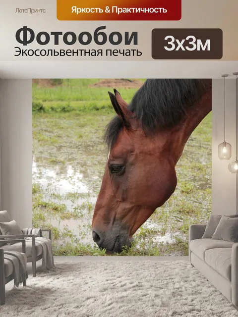 Фотообои Лошадь
