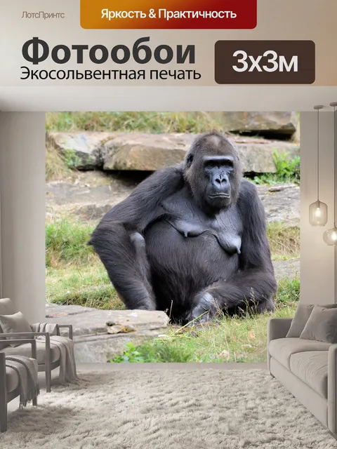 Фотообои Горилла