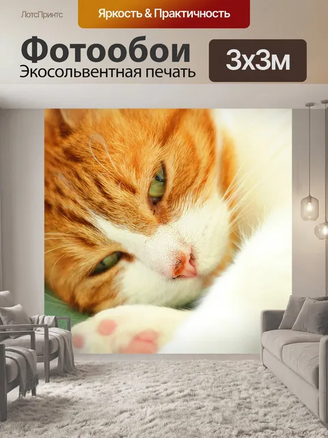 Фотообои Расслабление Спящая кошка
