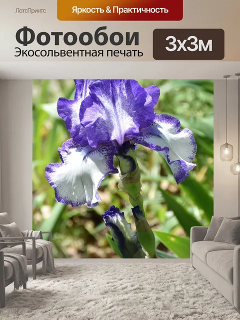Фотообои Синий ирис
