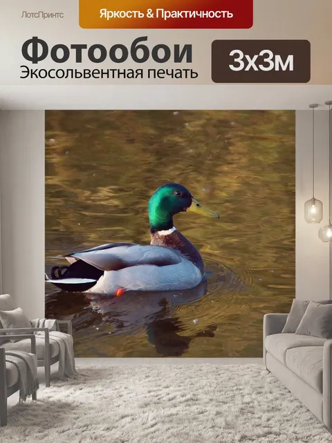 Фотообои Озеро селезня кряквы