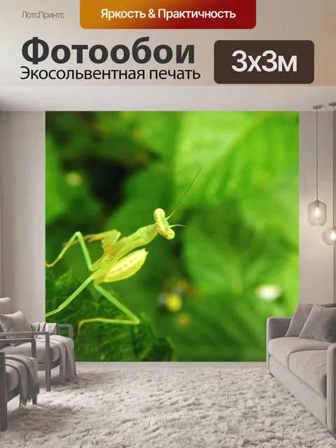 Фотообои Богомол