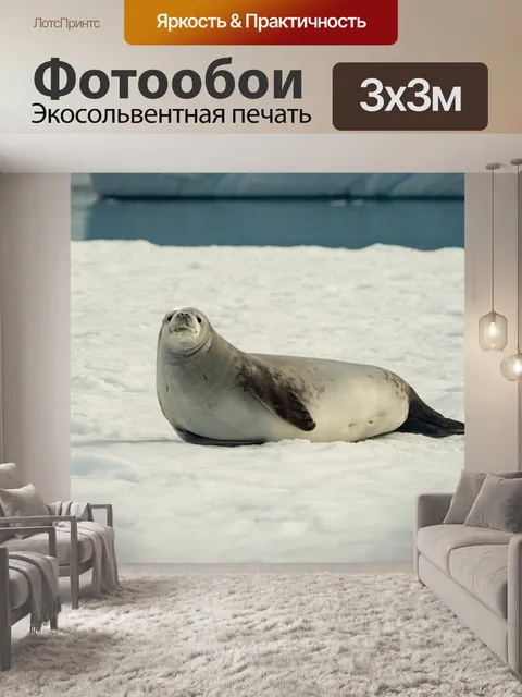 Фотообои Тюлень