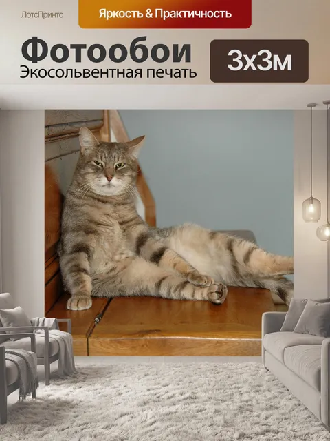 Фотообои Кошка