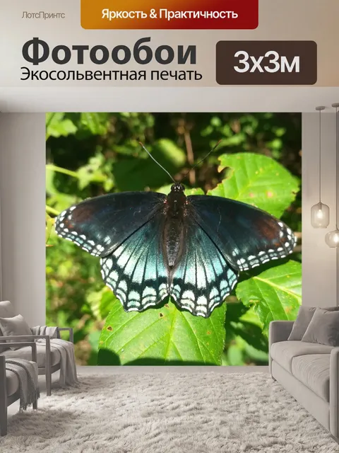 Фотообои Красная пятнистая фиолетовая бабочка