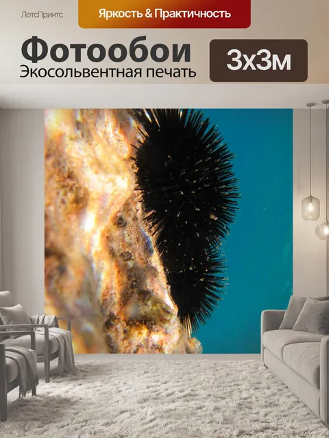Фотообои ежи подводные