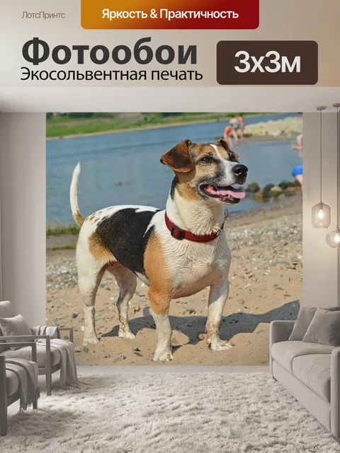 Фотообои Собака
