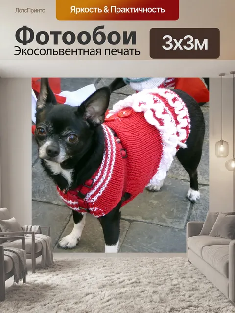 Фотообои Чихуахуа в красном костюме