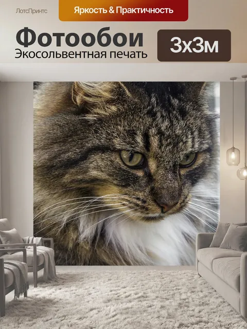 Фотообои Норвежская лесная кошка