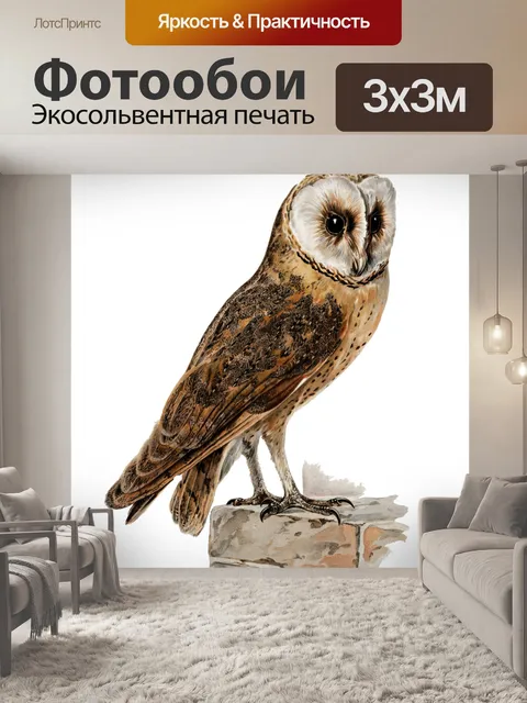 Фотообои Наклейки Сипуха