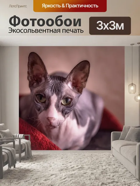 Фотообои Кошка