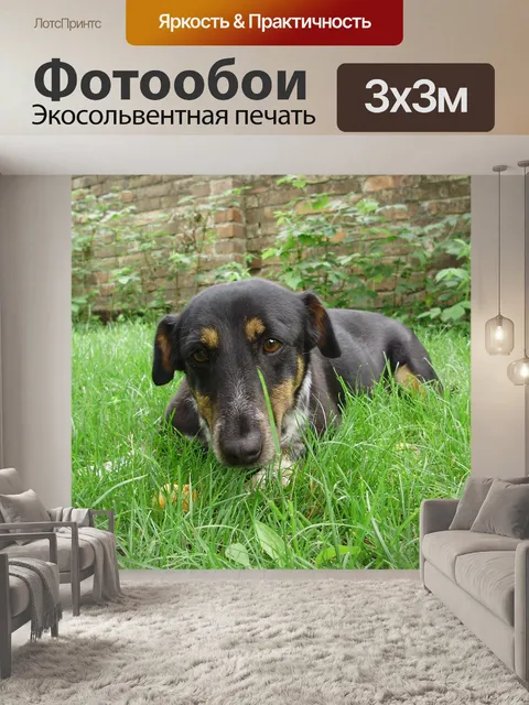 Фотообои Собака