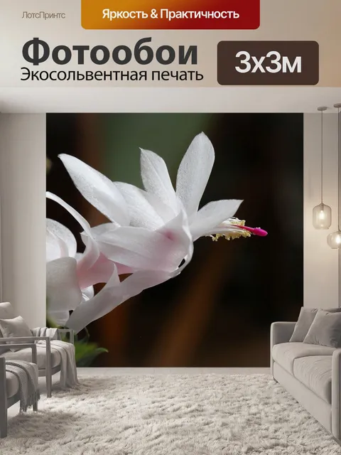 Фотообои Комнатный цветок