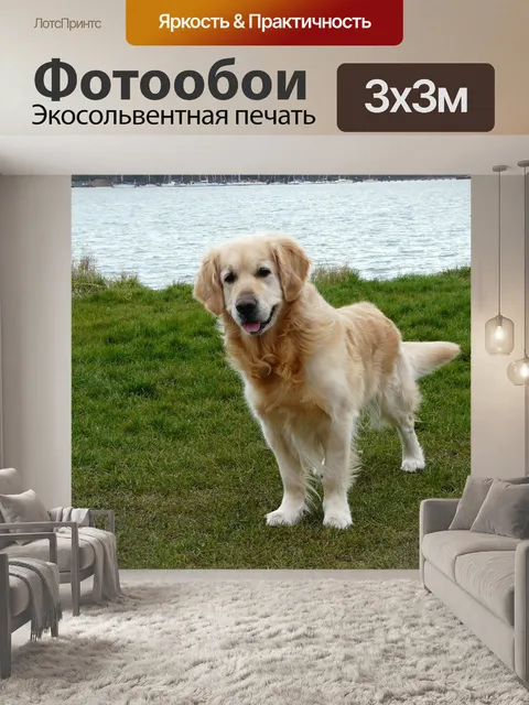 Фотообои Собака