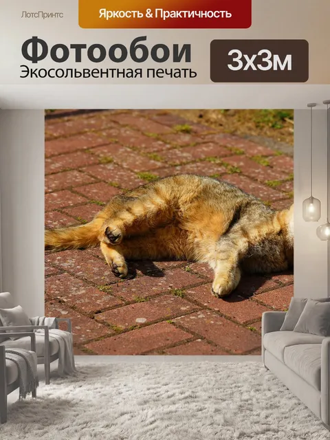 Фотообои Кот