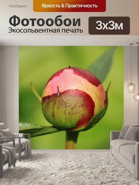 Фотообои Пион