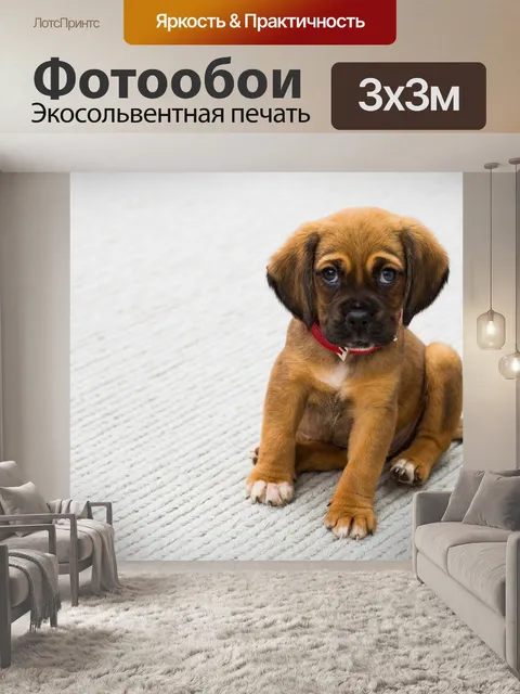 Фотообои Домашний питомец