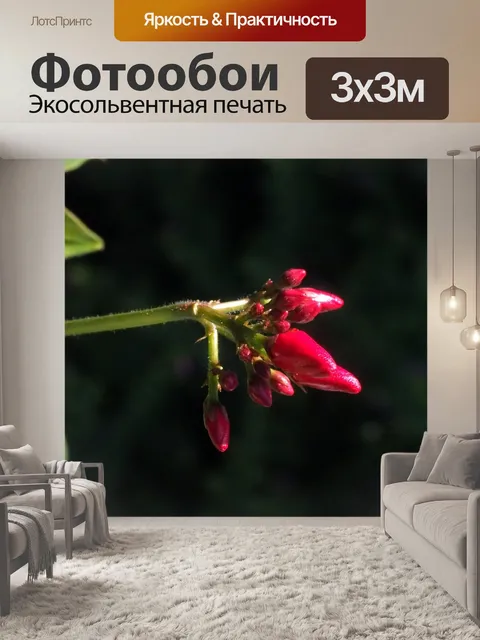 Фотообои Небольшой