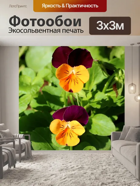 Фотообои Оранжевые и фиолетовые анютины глазки