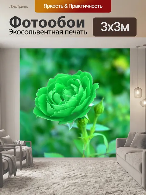 Фотообои Зеленая роза