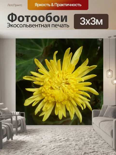 Фотообои Желтые хризантемы