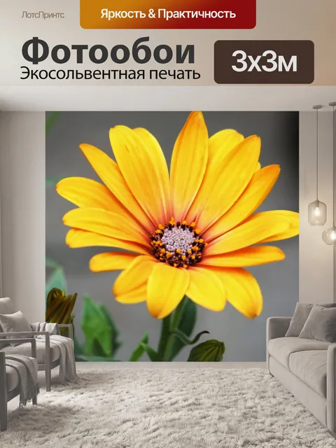 Фотообои Одиночная желтая африканская ромашка