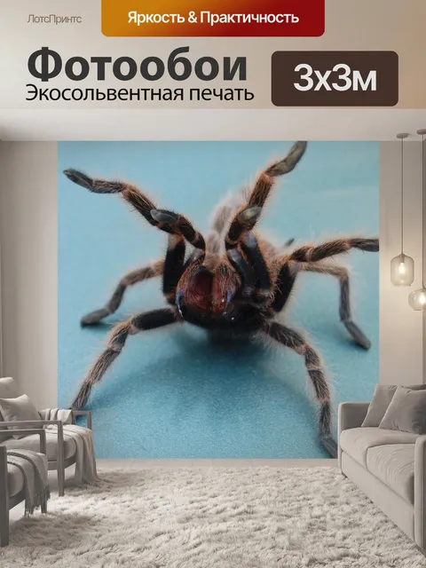 Фотообои Тарантул